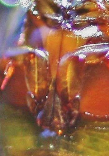 Laccophilus sp.